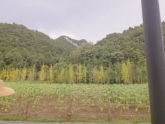 -花溪公园
