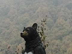 -栾川竹海野生动物园