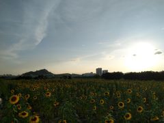 -光明小镇欢乐田园