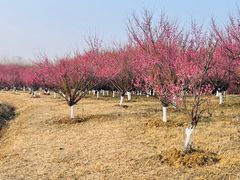 -大蜀山国家森林公园