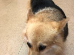 -傲雄·叮叮宠物(新华路店)