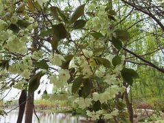 -石家庄市植物园