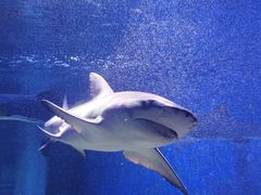 -成都浩海立方海洋公园