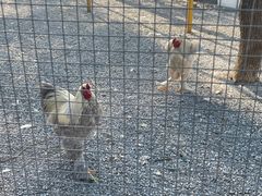-苏州太湖西山岛开心农场