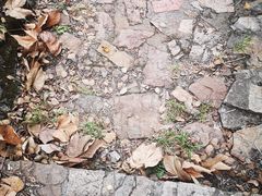 -武汉大学-樱园