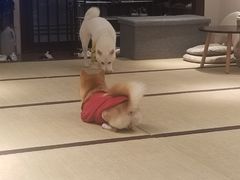 -逗柴咖啡屋·狗咖猫咖宠物桌游