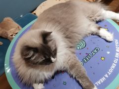 -滚猫咖啡·猫咖·猫友好撸猫(未来城店)