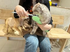 -藏猫猫咖啡主题馆(中央大道店)