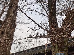 -苏州文庙(姑苏区)