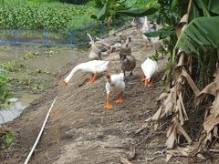 -隔田烧鸡