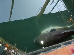 -蓝湾碧波·老字号·疍家非遗海上餐厅