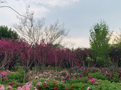 -洛阳市隋唐城遗址植物园