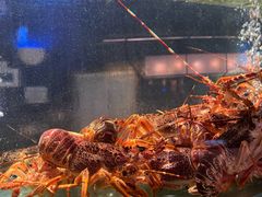 -1718海鲜姿造(苏宁宴请臻选店)