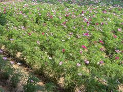 -羊亭河湿地公园