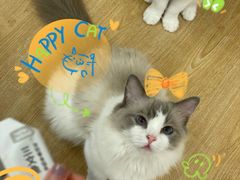 -有喵·猫咖·狗咖·40+猫狗有小奶狗(岗厦店)