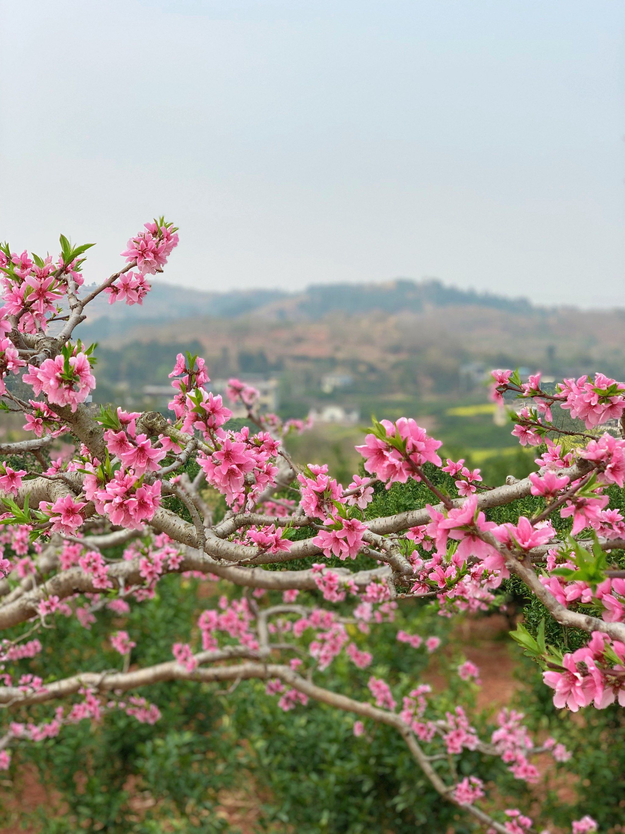 成都周边游丨醉折花枝,春日游