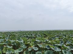 -渔娘蟹庄(阳澄湖莲花岛店)