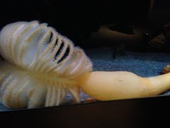 -西雅图水族馆
