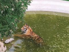 -石家庄市动物园