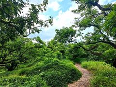 -大屏嶂森林公园