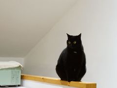 -猫里有甜