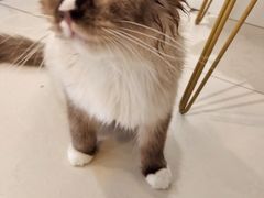 -平行世界·猫咖(首经贸店)