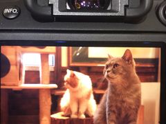 -more than meow吴止猫主题餐厅(承德 中船汇店)