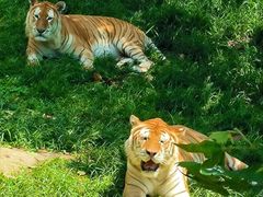 -西霞口神雕山野生动物世界