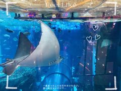 -乐从天佑城海洋馆