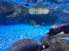 -海合安武汉极地海洋公园