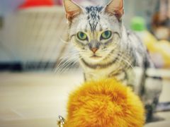 -momokira米努特·德文卷毛猫·棉花面纱犬
