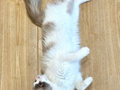 -有喵·猫咖·狗咖·30几只猫10只小狗(岗厦店)
