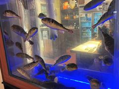 水产区-桥岚·巷子鲜河豚鱼(专门店)