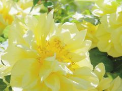 -石家庄市植物园