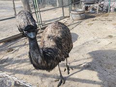 -青藏高原野生动物园