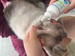 -瑞派福兴宠物医院犬猫全科·骨科·中西医结合(河东店)