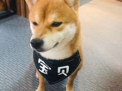 -柴源莊·柴小宠柴犬咖啡