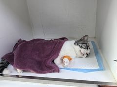 -宠颐生动物医院·心脏科·保险定点(锦阳分院)