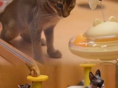 -帕帕拉兹宠物(亚洲旗舰店)