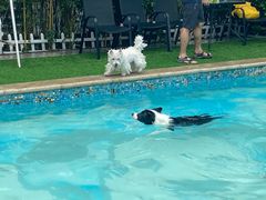 -汪说喵讲宠物乐园宠物酒店(红星美凯龙店)