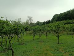 -紫马岭公园