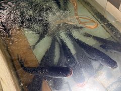 -水库活鱼馆(于桥水库店)