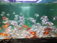 -中环花鸟鱼虫市场