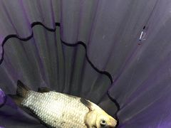 -酷鱼垂钓CLUB(朝阳区博大路店 )