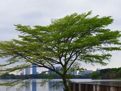 -海珠湖公园