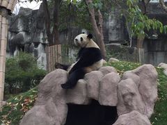 -成都大熊猫繁育研究基地