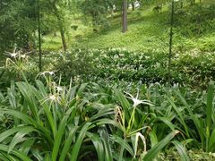 -广州市白云山风景名胜区