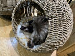 -藏猫猫咖啡主题馆(中央大道店)