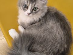 -有喵·猫咖·狗咖·40+猫狗有小奶狗(岗厦店)