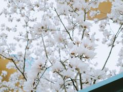 -陆家嘴中心绿地